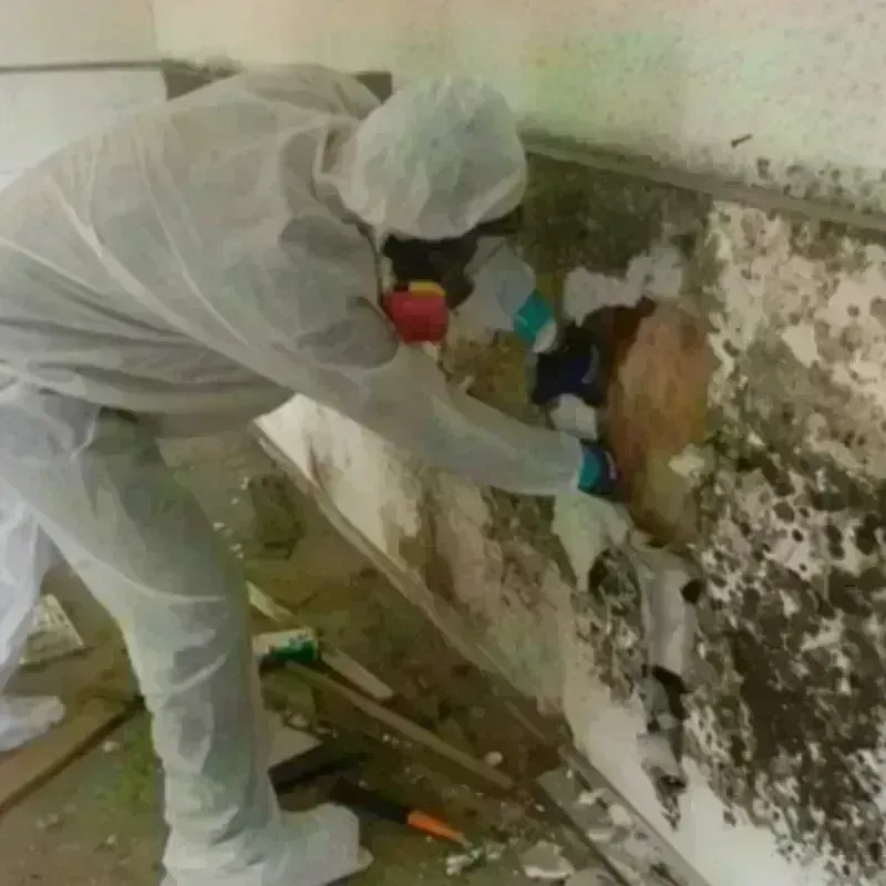 Mold Remediation and Removal in McLean County, KY